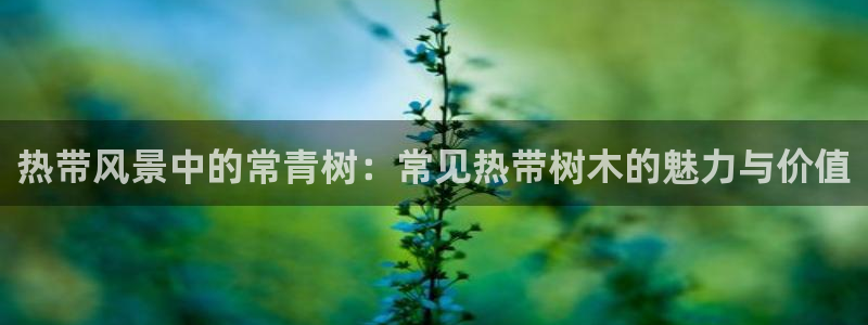 新宝创造Gg