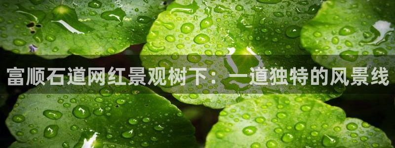 新宝gg怎样代理