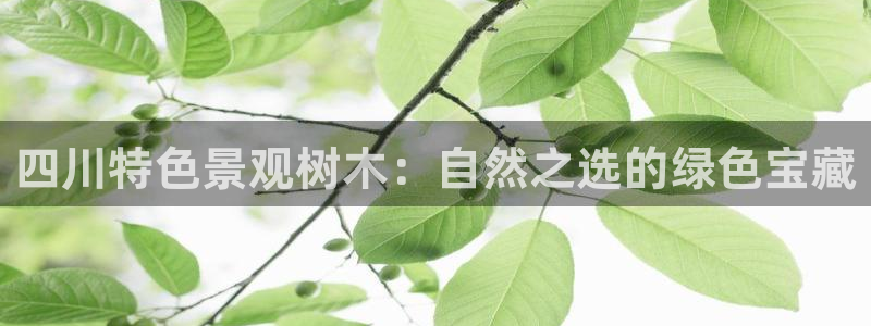 新宝gg可靠