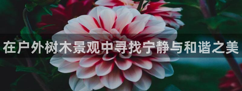新宝gg返点