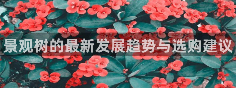 新宝gg龙腾