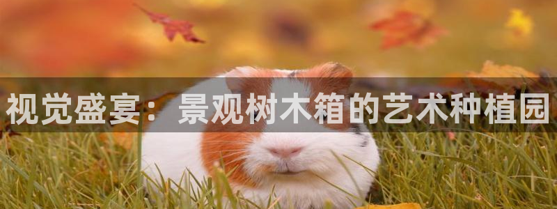 新宝gg咨询55312