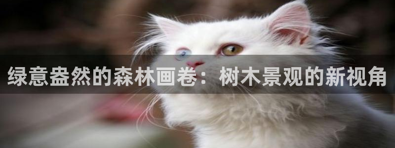 新宝GG冰冰