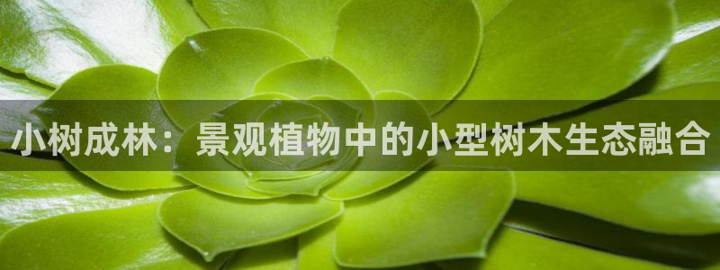 创造奇迹 新宝gg