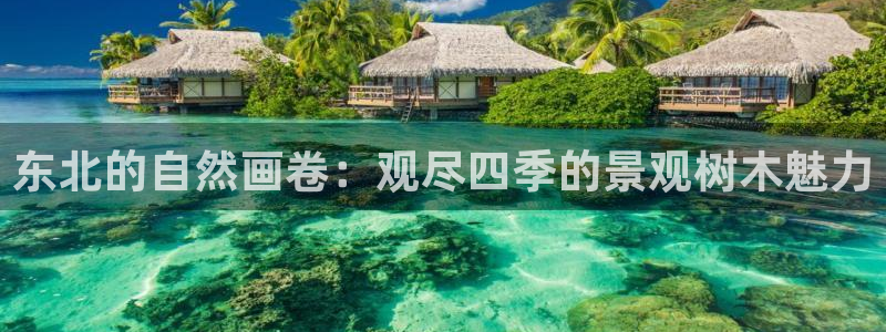 网站是新宝gg
