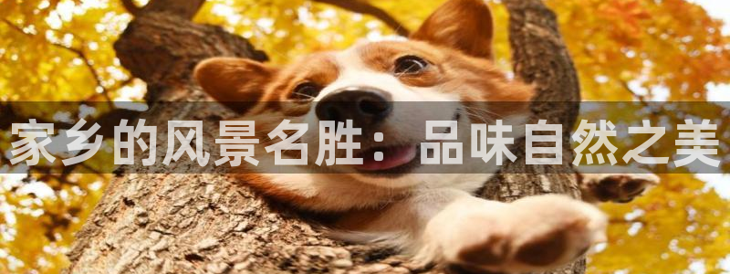 新宝gg.