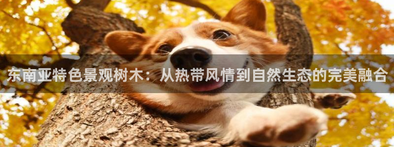 新宝gg用哪个浏览器