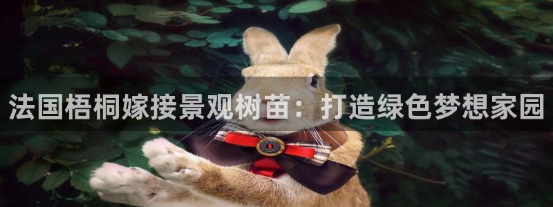 新宝gg如何登录：法国梧桐嫁接景观树苗：打造绿色梦想家园