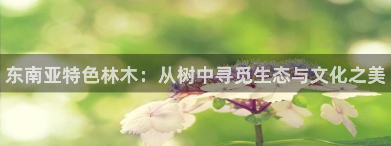 新宝奇迹GG